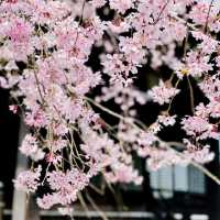 🌸Cherry Blossom Diversity🌸