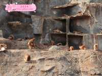 Kamine Zoo 🇯🇵