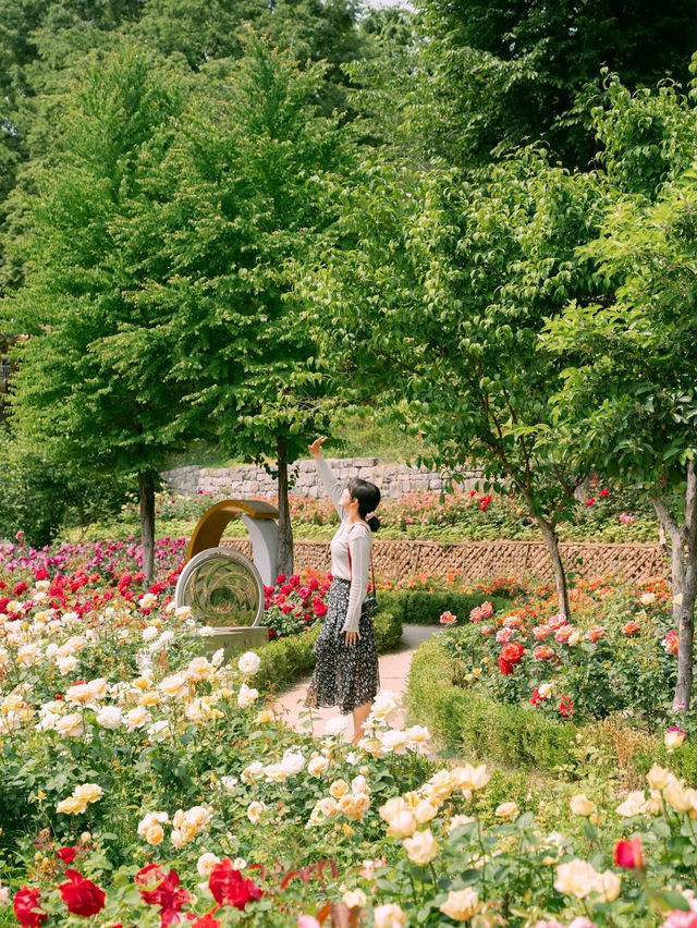 🌹 서울 대현산 장미원 🌷