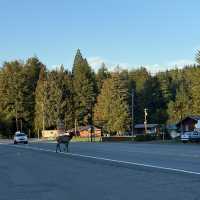 4-Day Road Trip Through Oregon & Washington State 🚗✨