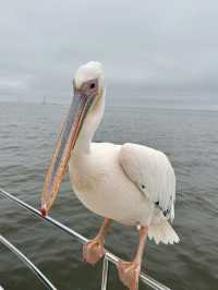 Boat trip with pelicans