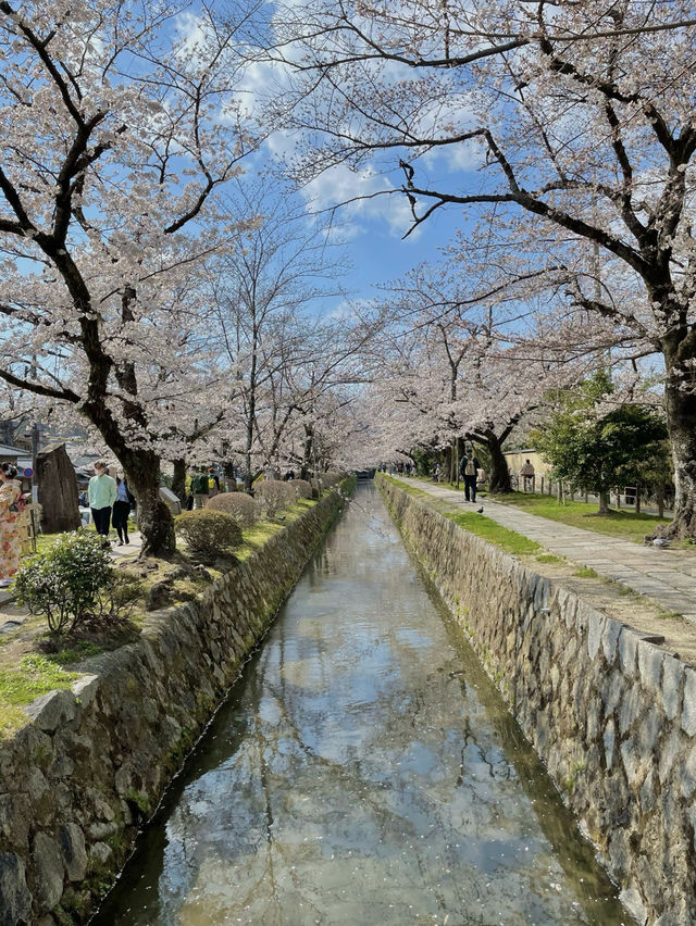 【京都】満開の桜に心躍る、春の京都へ！🌸