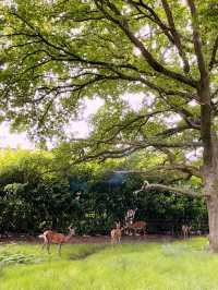 A Perfect Day Trip to Richmond: London’s Riverside Escape