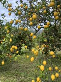 A citrus farm in Sollèr, Mallorca!🍋🍊