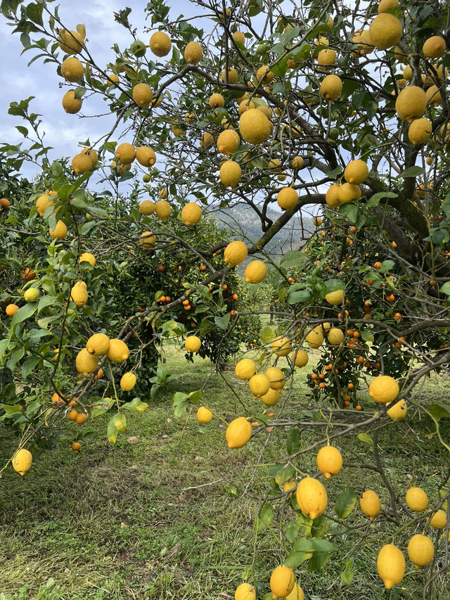 A citrus farm in Sollèr, Mallorca!🍋🍊