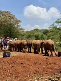 Nairobi Elephant Orphanage – Tiny Trunks, Big Hearts 🐘