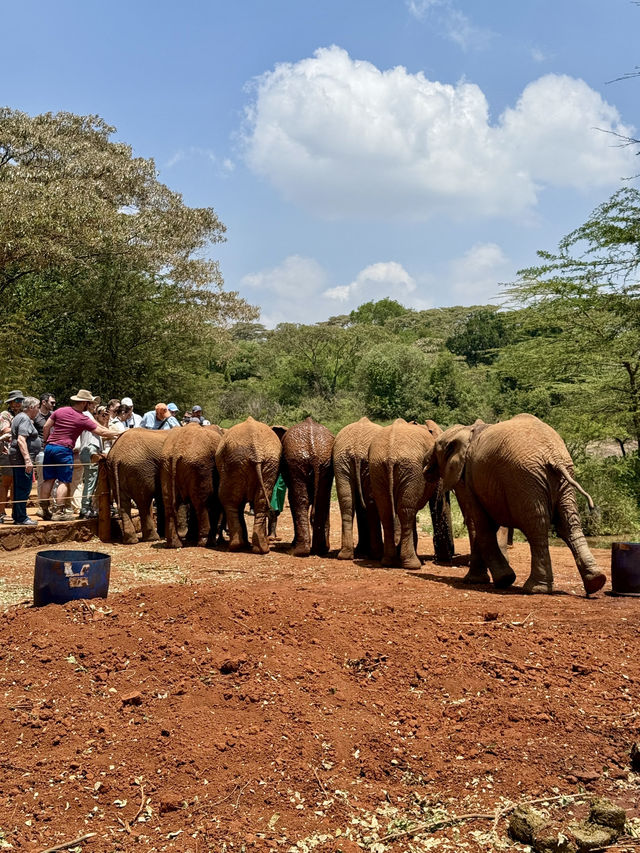 Nairobi Elephant Orphanage – Tiny Trunks, Big Hearts 🐘
