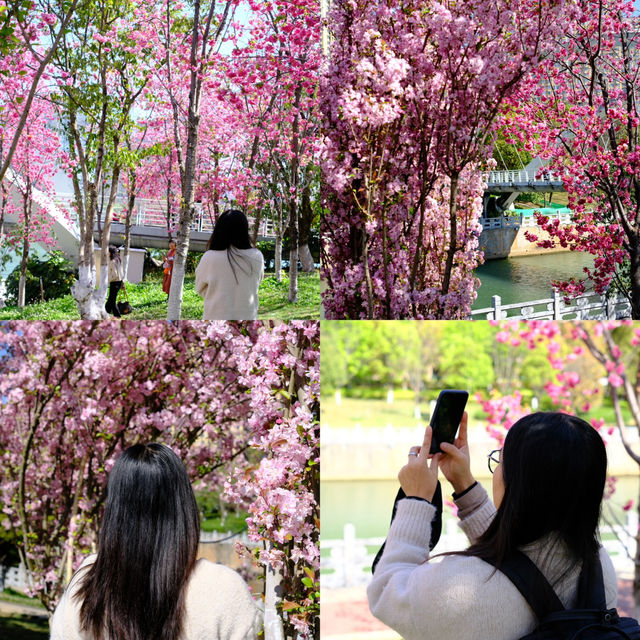 ชมซากุระที่สวนน้ำตกคุนหมิง