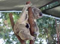 Koalas