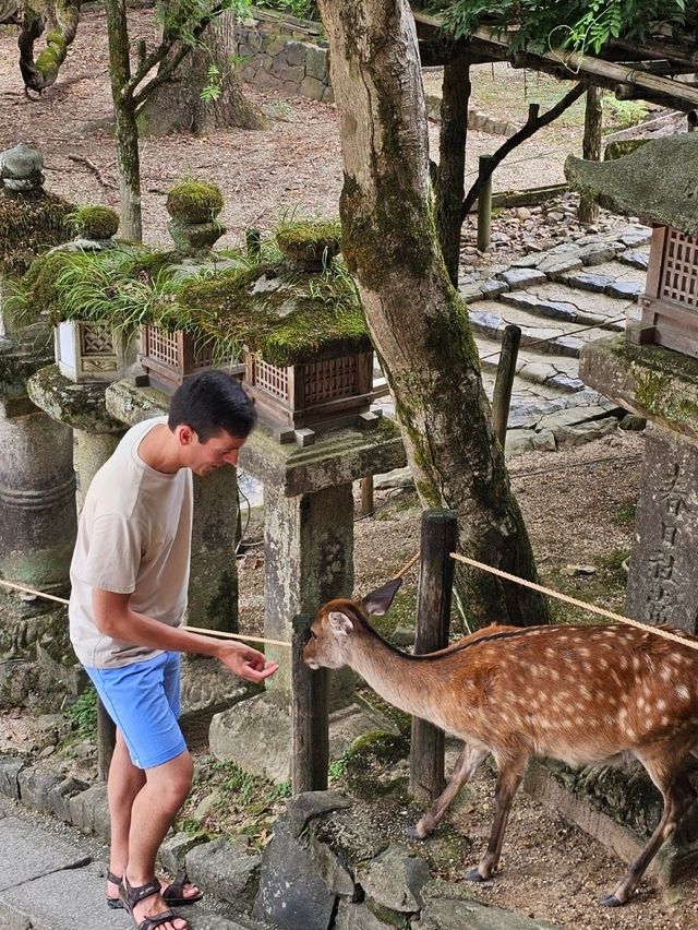 🦌 Morning or Afternoon in Nara Park? Here's What You Need to Know!