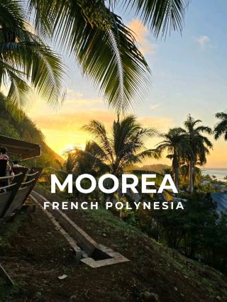 #snorkeling

Moorea: The Magic Island of French Polynesia

📍 Address:
Moorea Island, Society Islands, French Polynesia (just 17 km northwest of Tahiti)

Moorea captivates with its dramatic jagged peaks, lush valleys, and dazzling blue lagoon. A favorite for its mix of adventure and relaxation, the island offers everything from snorkeling with rays to hiking lush mountain trails — all wrapped in authentic Polynesian charm.

✨ Tips:
	•	Swim with stingrays and blacktip sharks in the lagoon — unforgettable!
	•	Drive the scenic coastal road for hidden beaches and viewpoints.
	•	Hike to the Belvedere Lookout for stunning views of Cook’s and Opunohu Bays.
	•	Explore pineapple plantations or try fresh local fruits at roadside stands.
	•	Rent a car or scooter — the best way to explore at your own pace.

#Moorea #FrenchPolynesia #MagicIsland #IslandAdventure #TropicalParadise #SnorkelingDream #BelvedereLookout #CookBay #OpunohuBay #PolynesianEscape#localguides #familytrip #海岛游 #极光 #trip 