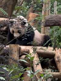 🐼🌶️ Chengdu: Pandas, Peppers & Fun