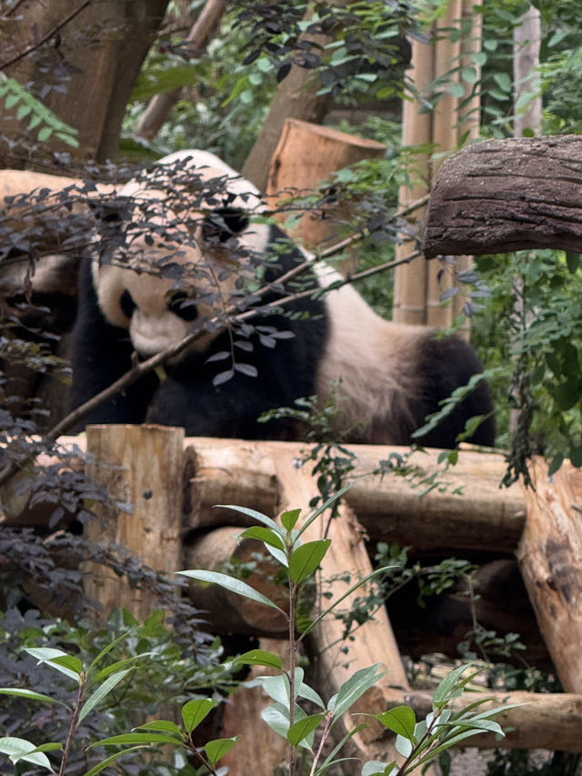 🐼🌶️ Chengdu: Pandas, Peppers & Fun