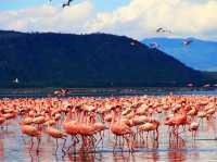 觀鳥天堂～納庫魯國家公園