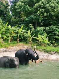 Ферма слонов, где запрещено кататься на них 🐘