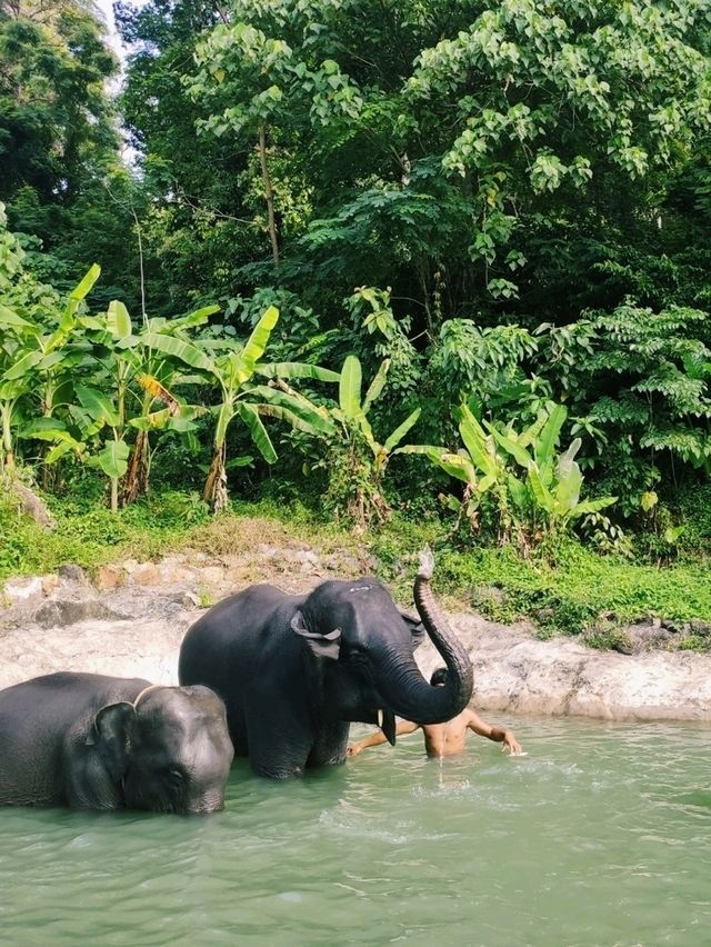 Ферма слонов, где запрещено кататься на них 🐘