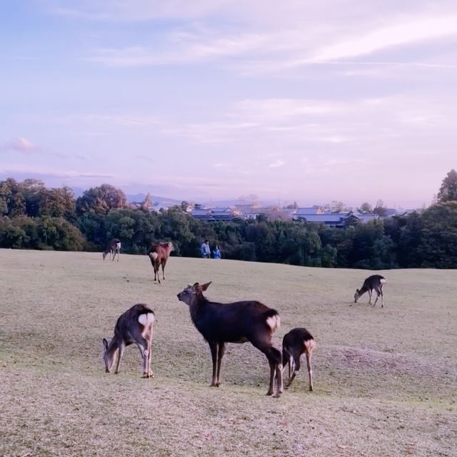 Nara: Deer, Temples & Timeless Japanese Charm 🇯🇵✨