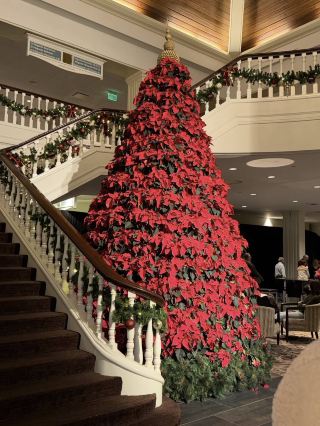 🎄 ต้นคริสต์มาสใบแดงที่ Gaylord Opryland 🎄✨