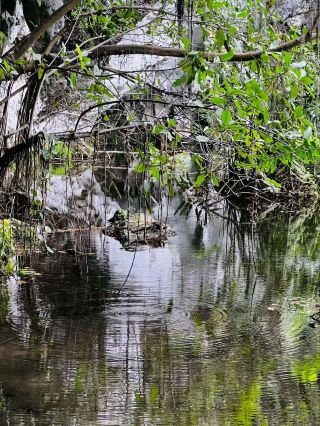 Mystic River Escape🌳