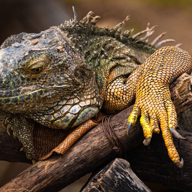 Animals of Chiang Mai Zoo