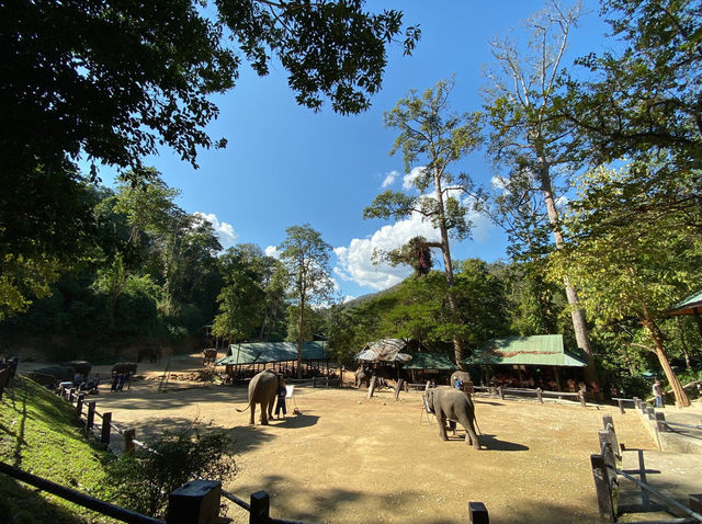 Misha Elephant Camp