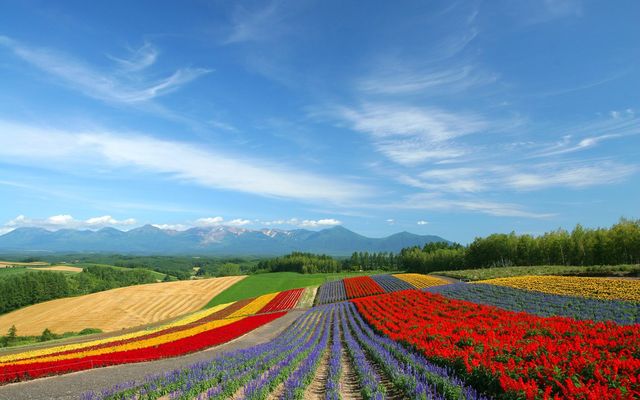 Do you know how beautiful Hokkaido in Japan is?