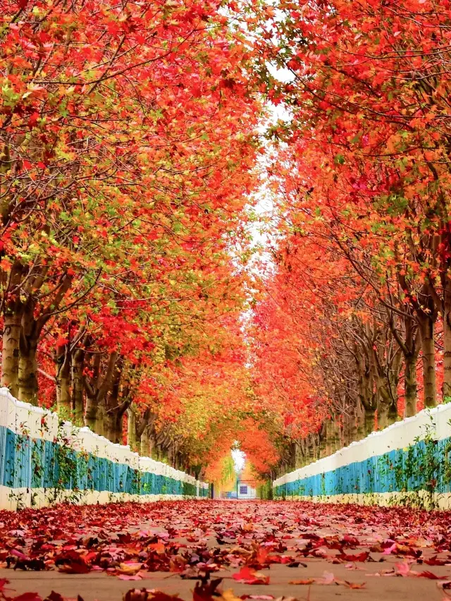 Suzhou Yangcheng Lake | A stunning photo check-in spot