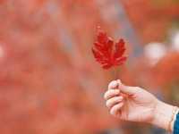 魔都小眾楓葉拍照地|人少 大片紅葉