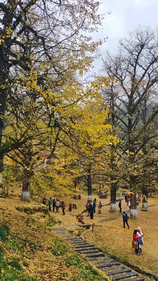 2023年の冬、桐子坳の銀杏の木の後の雨
