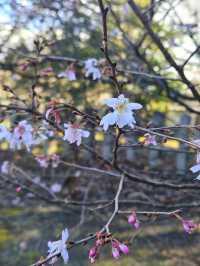 【平野神社·十月櫻·2024】