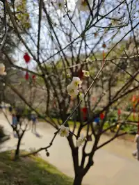 快去看白雲山梅花開了不用門票