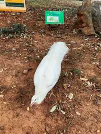 昆明圓通山動物園