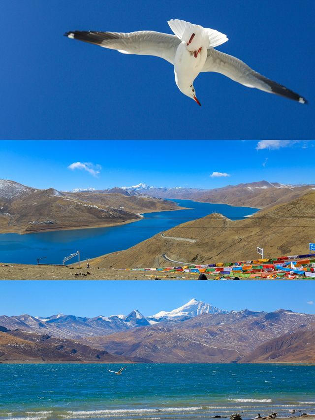 羊湖之旅：與海鷗的邂逅