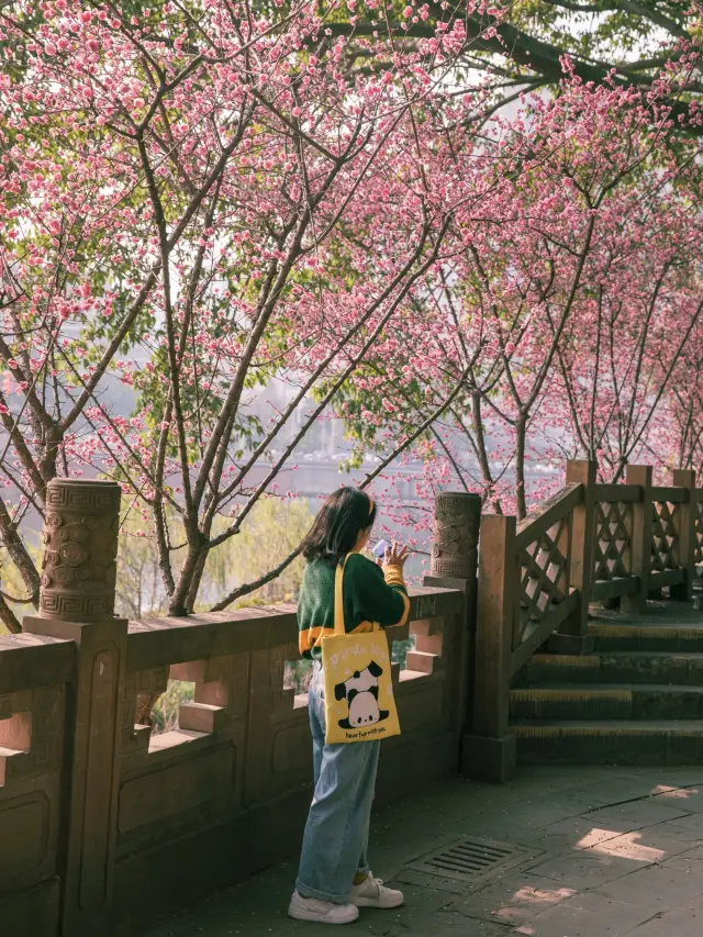 在成都，唯一想去無數次的花海公園，太浪漫了