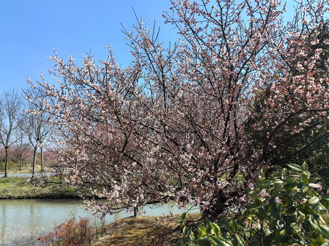 周末郊遊-花開海上生態園