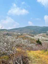 雲南加級寨梨花谷，據說盛花期到了