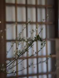 不在京都而在天台的通玄寺，禪意世外桃源美得令人淚流