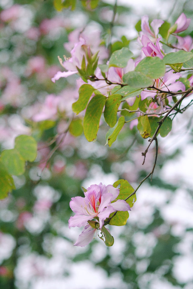 春遊記｜花開實況！大學城賞花踏青遛娃露營