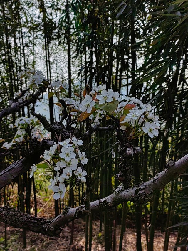 春日的莫干山，逍遙又自在
