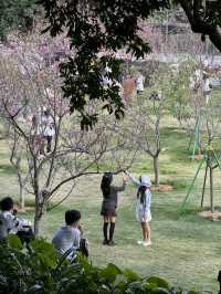 萝岗香雪兒童公園櫻花打卡攻略來啦！