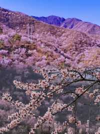 門頭溝醜兒嶺生態觀光園，去了才知道什麼叫美！