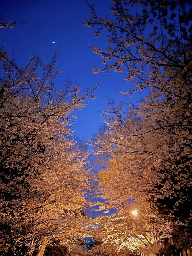 南京林業大學圖書館前的櫻花大道