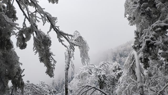 走啊！上春山～光雾山展示真正的“春山雪”