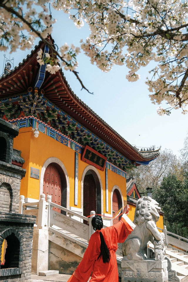 感受一下武漢市中心「山寺銀櫻」的宿命感