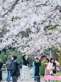 Cherries at Hanyang Holiday Inn 🌸🌊 🏨 