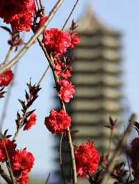 Spring Blossoms at Peking University🌸🏛️