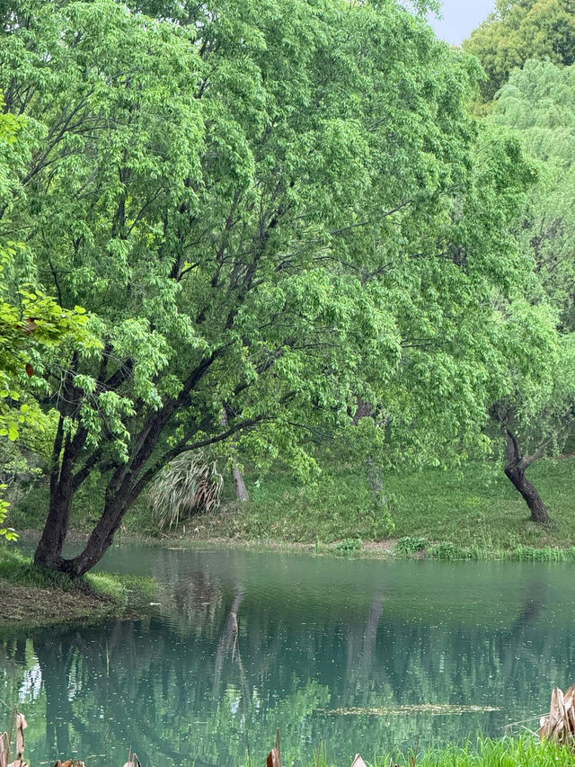 走進無錫貢湖灣濕地公園，感受原始森林之美