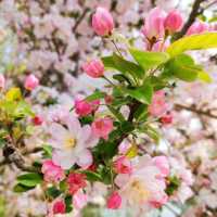 Baoding's Spring Story