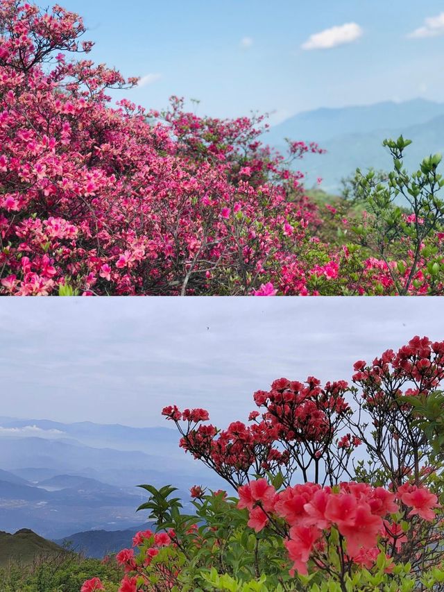 震撼！六安金寨萬畝映山紅盛開，美得讓人窒息！