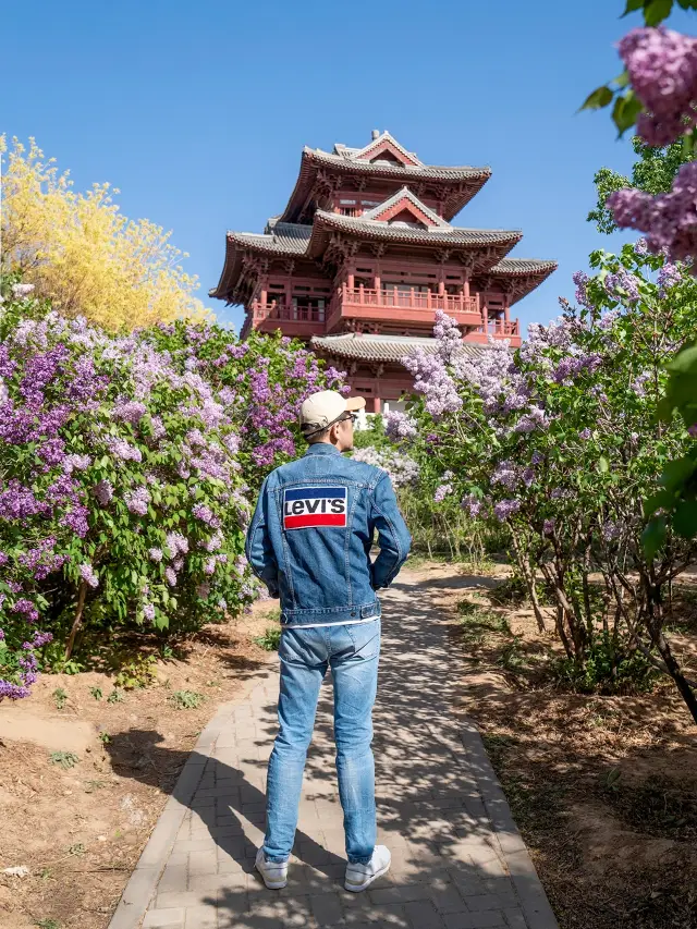 比起天壇，我更推薦園博園爆花丁香小道，快衝